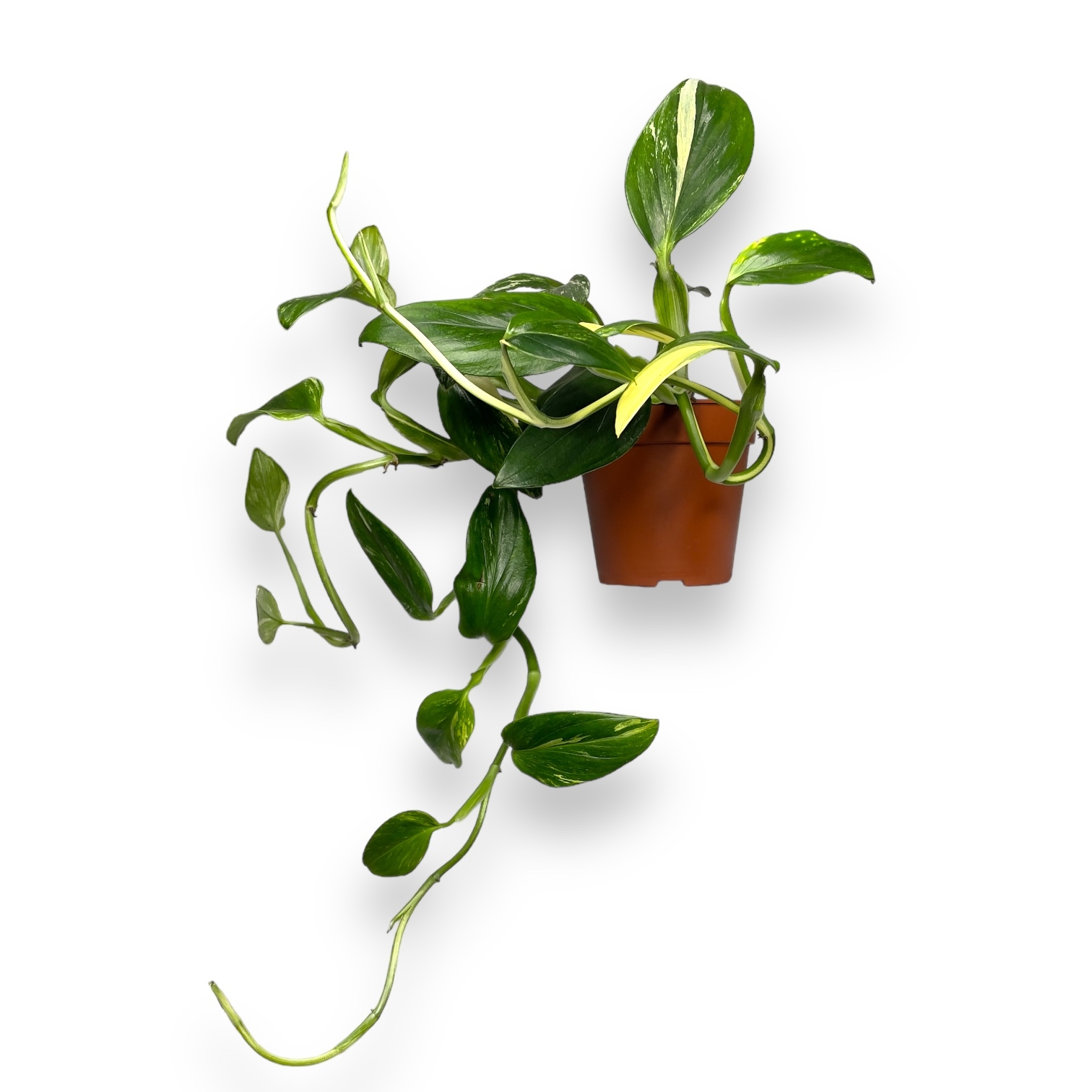 monstera standlejena variegata