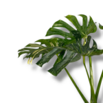 monstera tajskoe sozvezdie