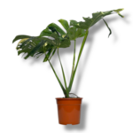 monstera tajskoe sozvezdie 1 1