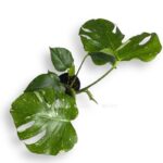 monstera tajskoe sozvezdie 12 50 e1720032963614