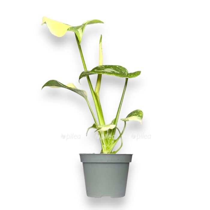 monstera tajskoe sozvezdie e1699900113263