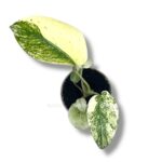 monstera vajt monstr