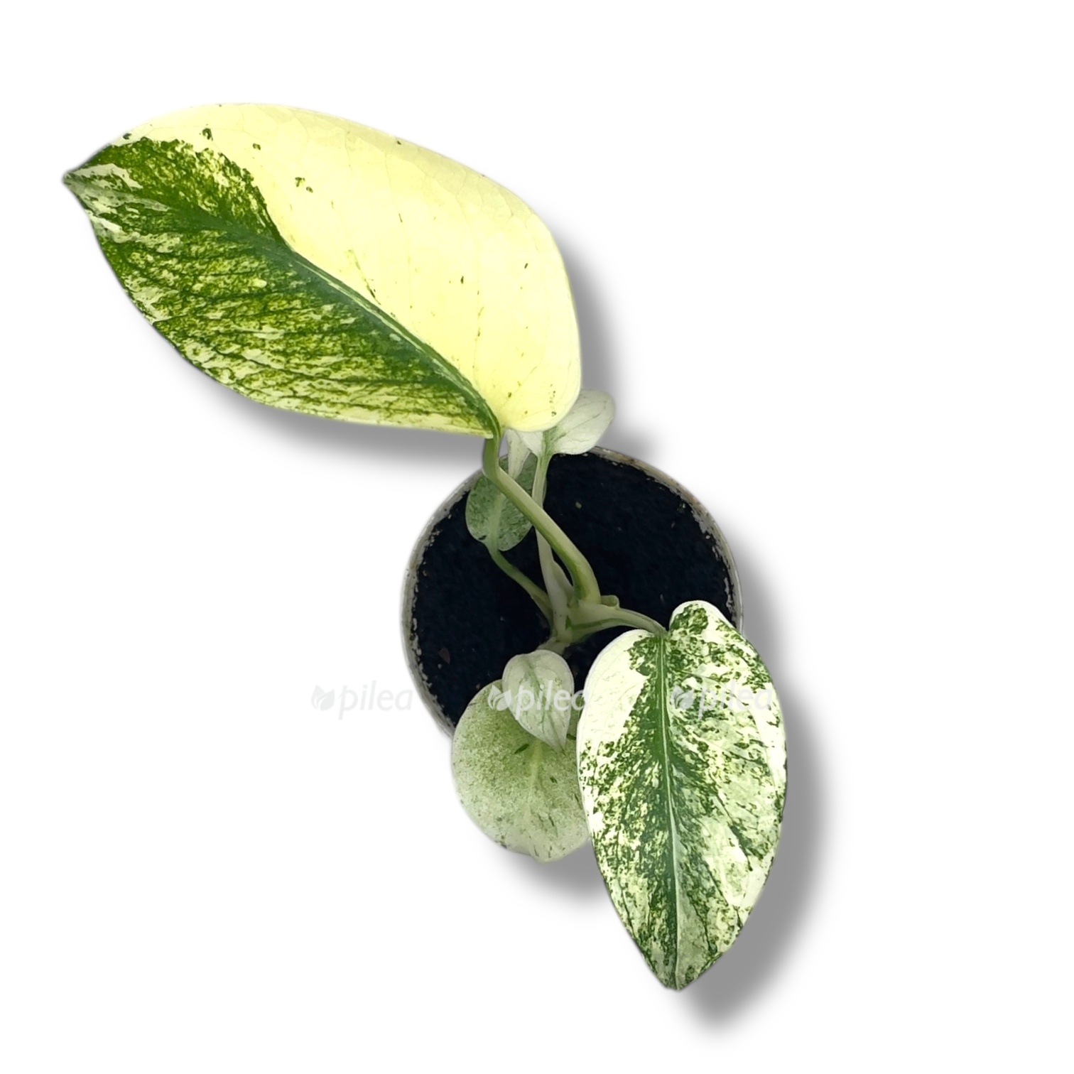 monstera vajt monstr