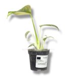 monstera vajt monstr