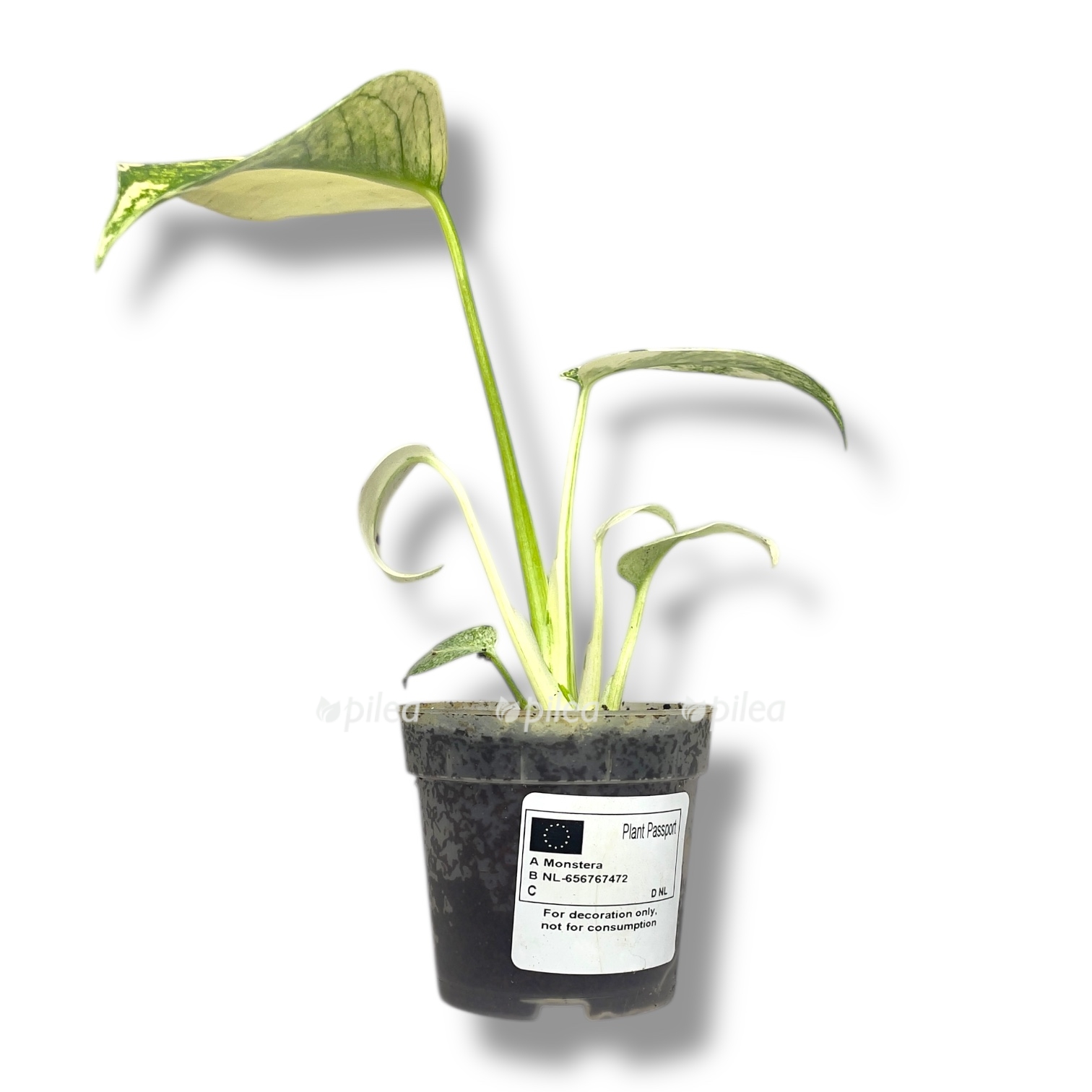 monstera vajt monstr