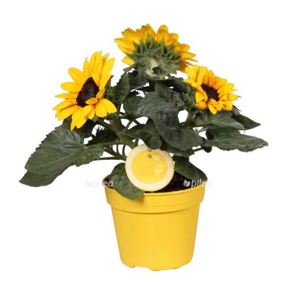 morelips helianthus 15cm e1754240390329