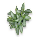 murdanniya loriformis bridzh star