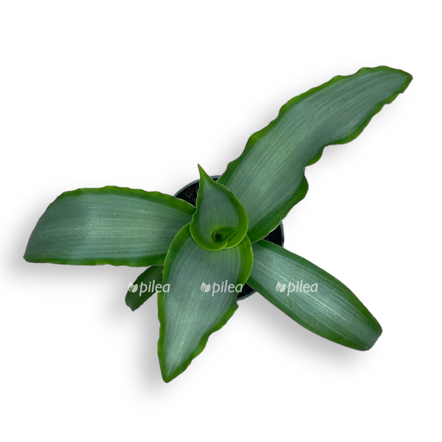 murdanniya loriformis bridzh star