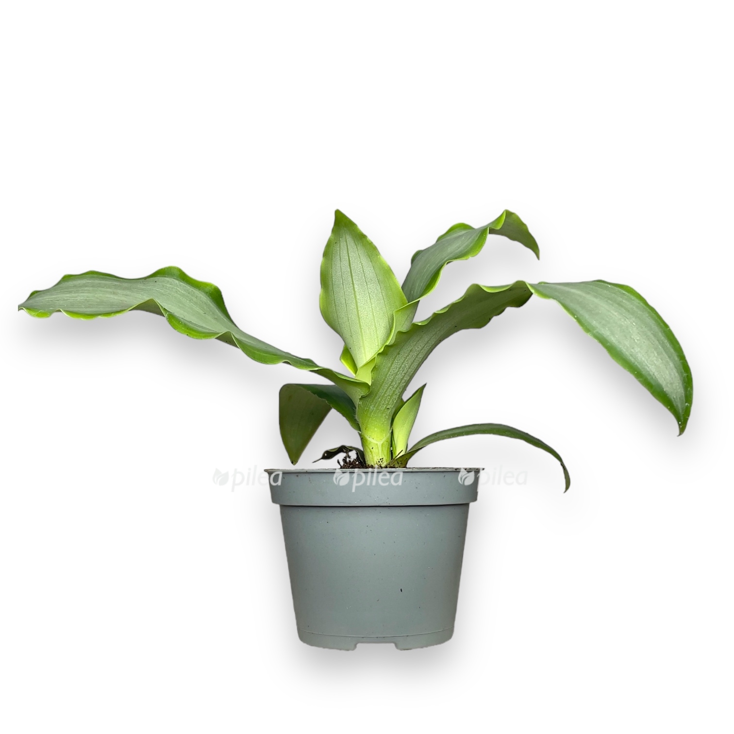 murdanniya loriformis bridzh star