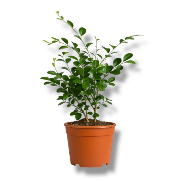 murrajya panikulata e1745128902979