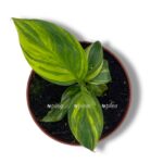 musa banan aurea