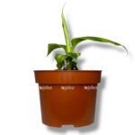 musa banan aurea 1 1