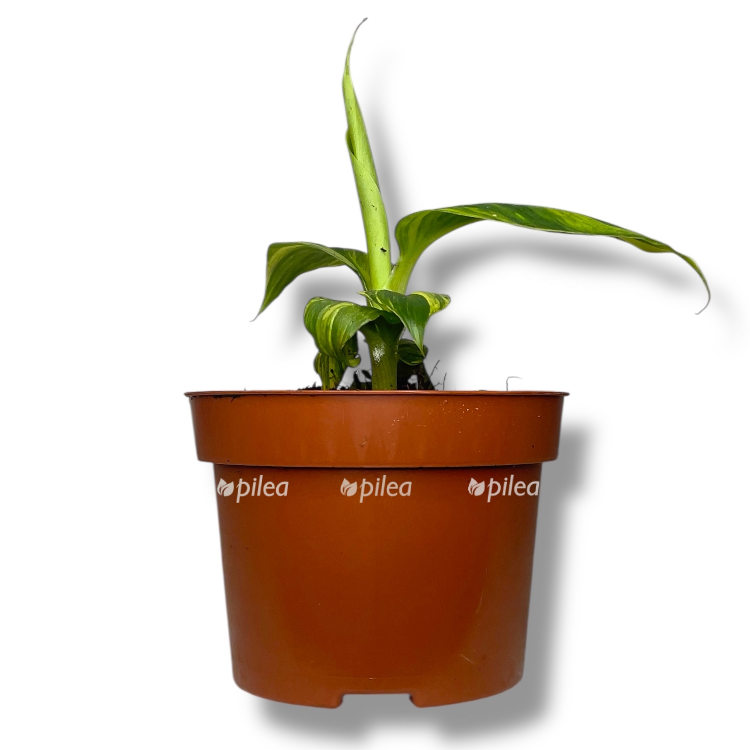 musa banan aurea 1 1