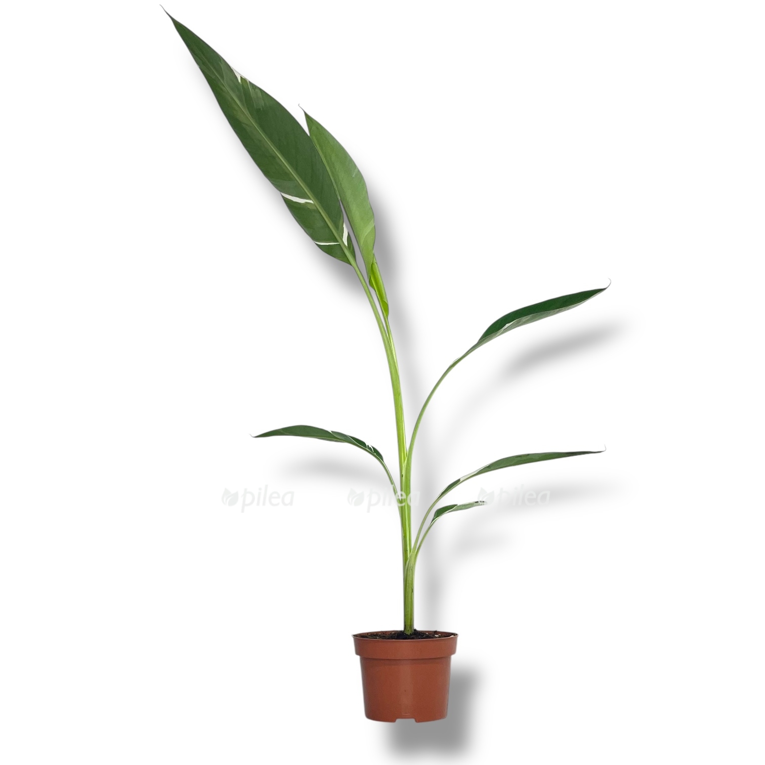 musa banan florida variegata