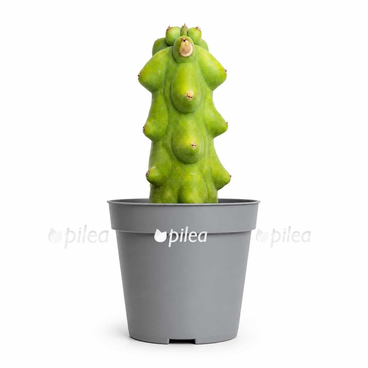 myrtillocactus geometrizans fukurokuryuzimboku