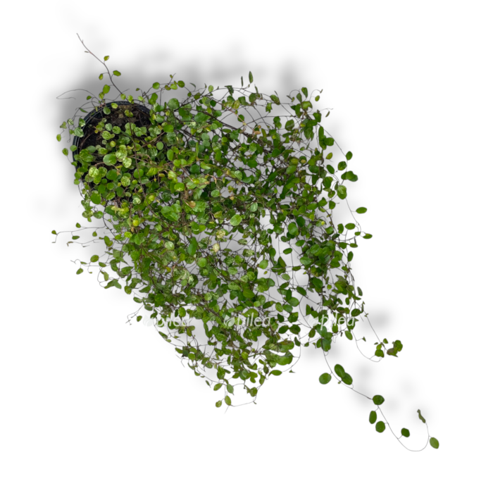 myulenbekiya kompleksa maori variegata e1755791988915