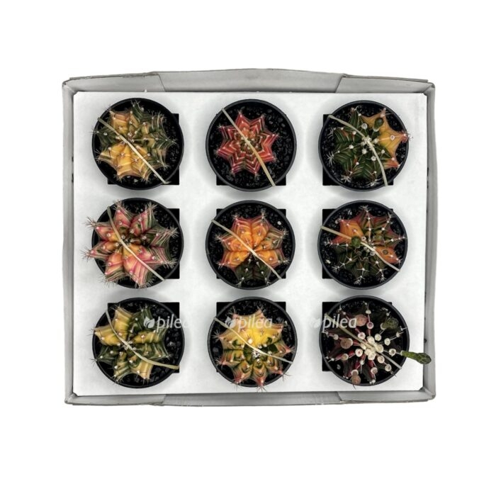 nachat s chistogo polotna 1 e1699110158705