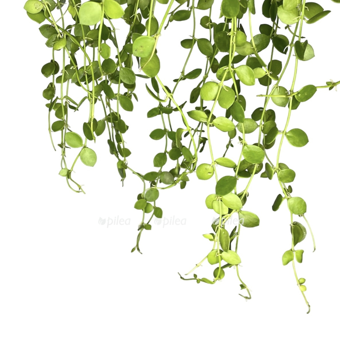 nachat s chistogo polotna 1