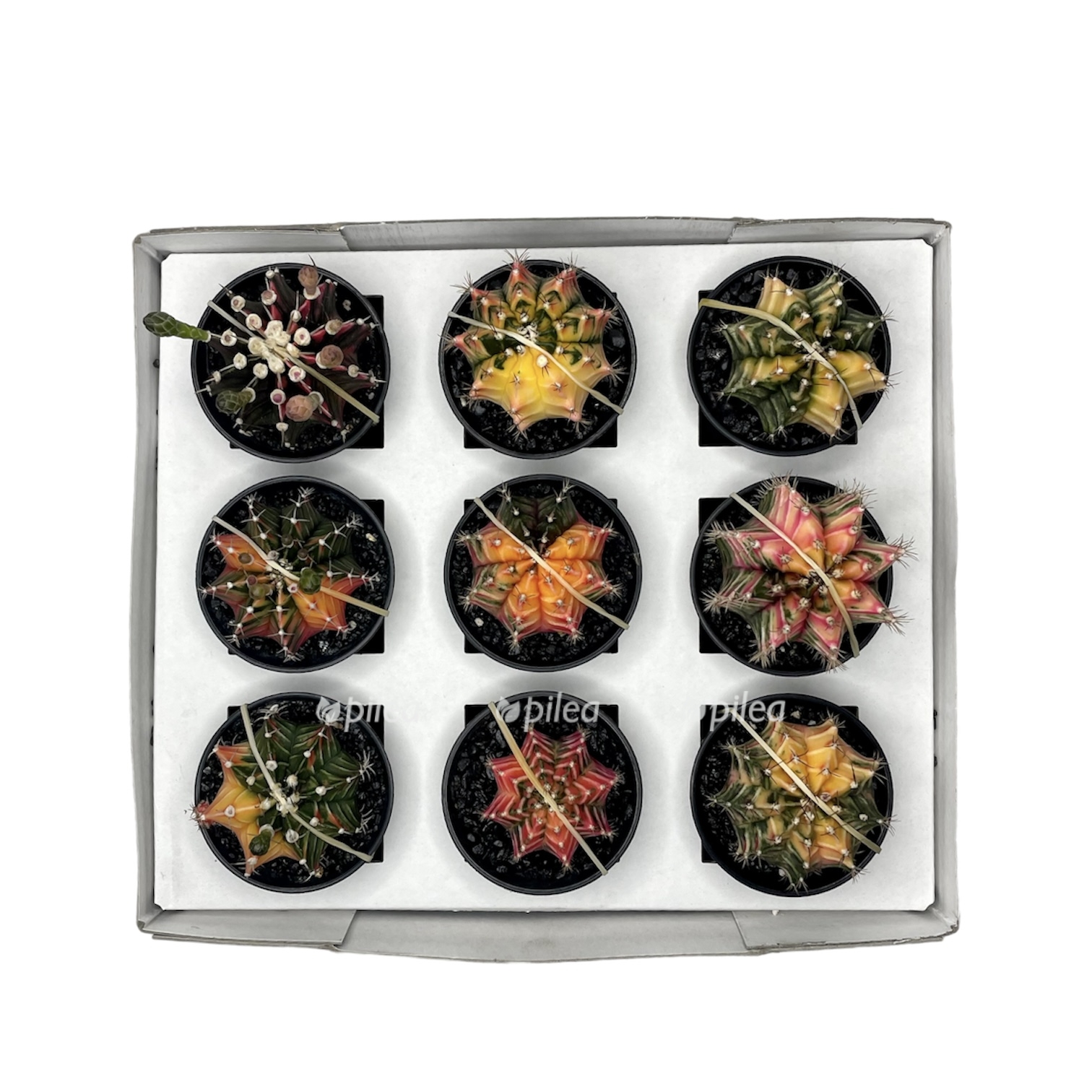 nachat s chistogo polotna 2