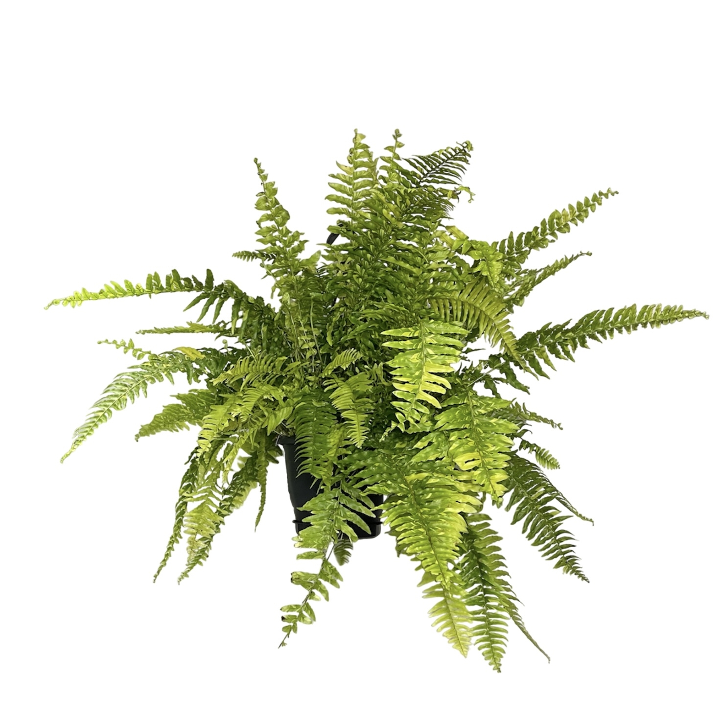 nachat s chistogo polotna 3