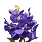 nachat s chistogo polotna 6