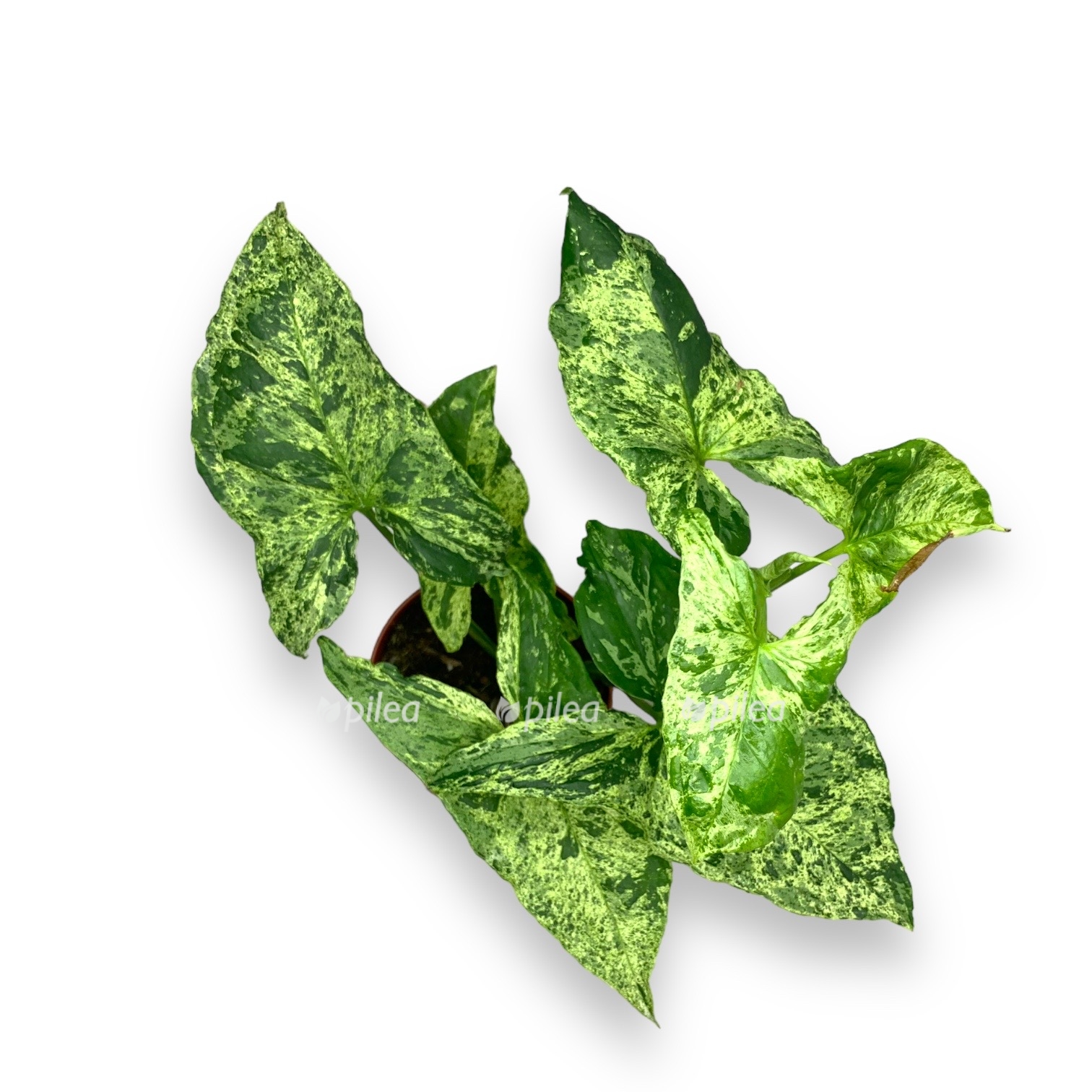 nedavno ispolzovannye 1 1