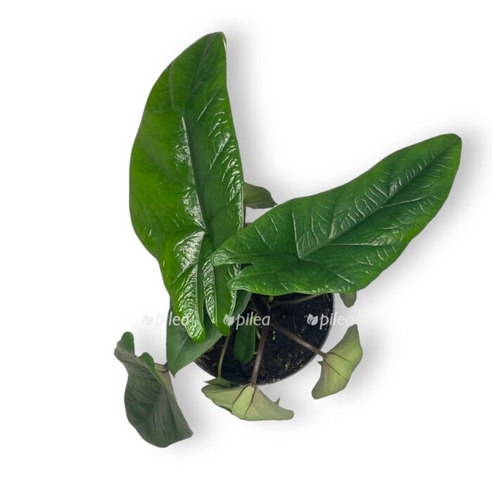 nedavno ispolzovannye 1 e1697818625297