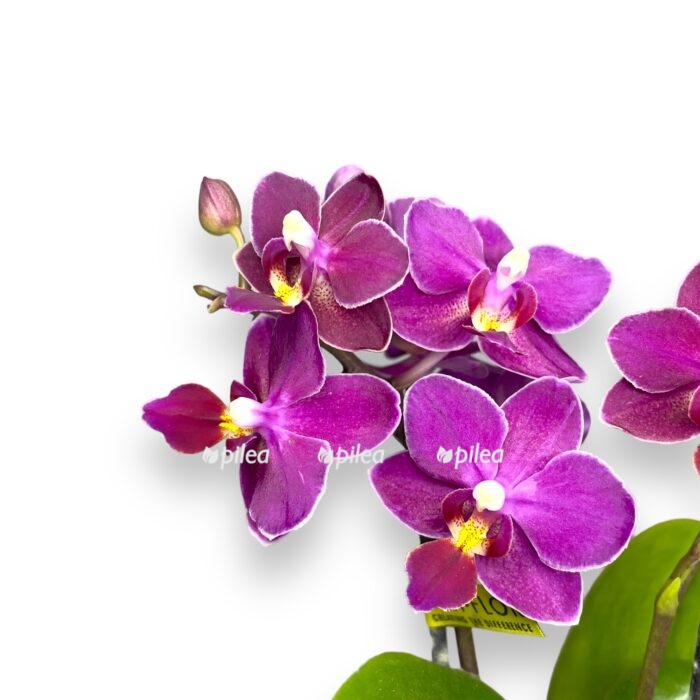 nedavno ispolzovannye 1 e1697819070974