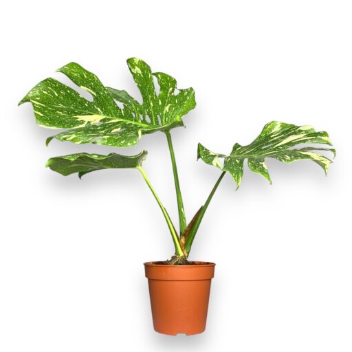 nedavno ispolzovannye 2 e1768757315675