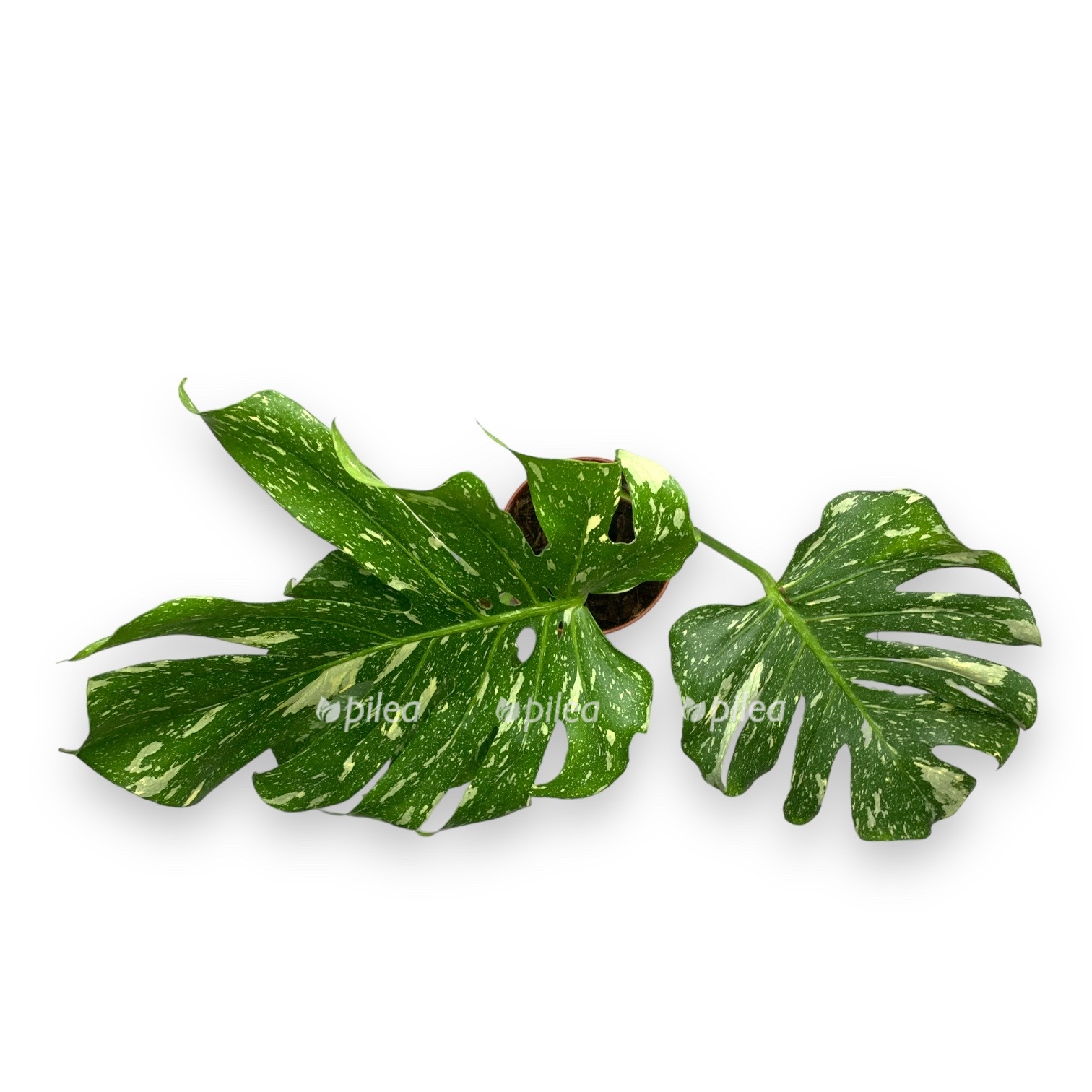 nedavno ispolzovannye 3 1