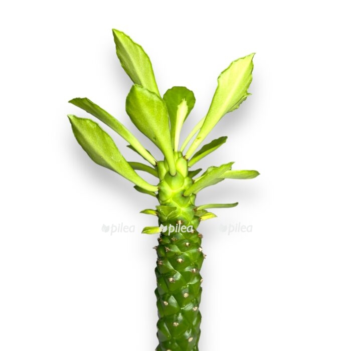 nedavno ispolzovannye 3 e1697819434834