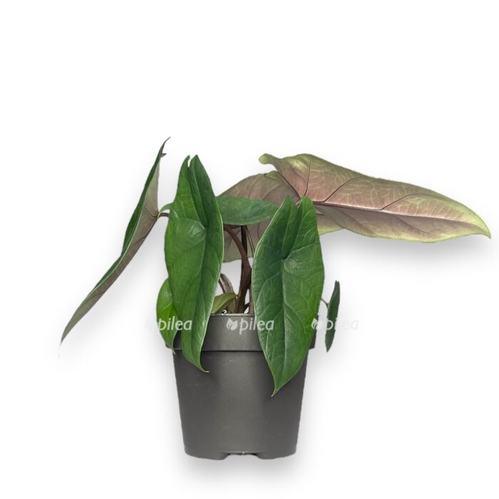 Алоказия Скальпрум купить