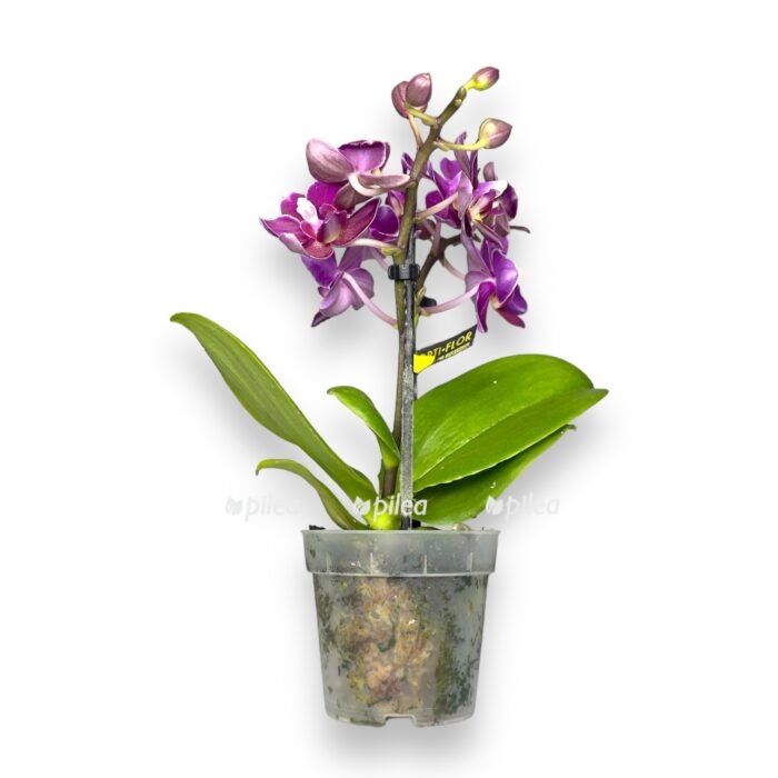 nedavno ispolzovannye e1697819055507