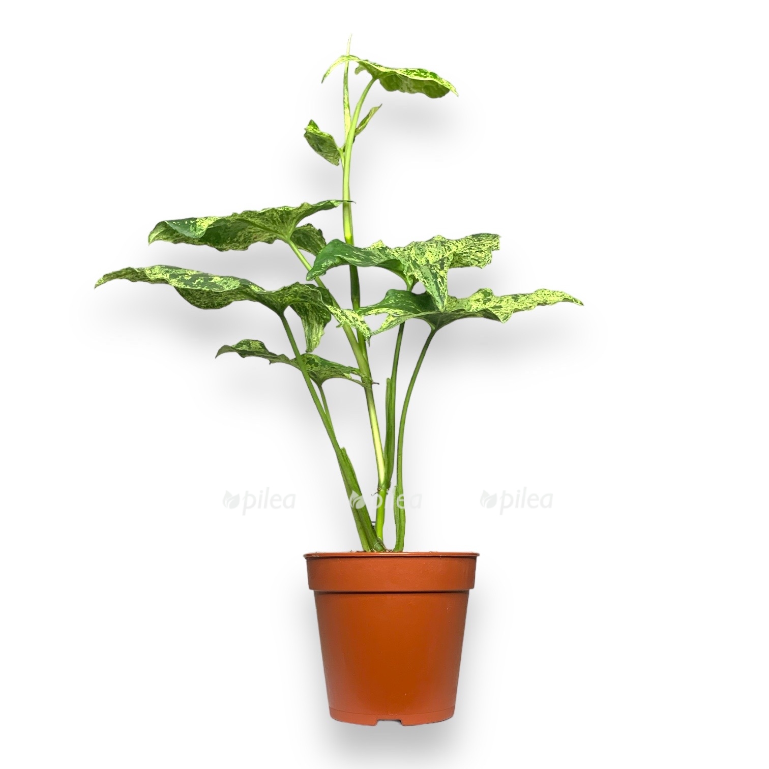 nedavno ispolzovannye