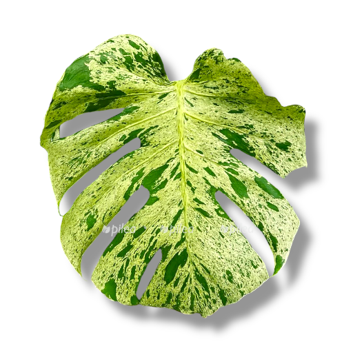 nedavno ispolzovannye