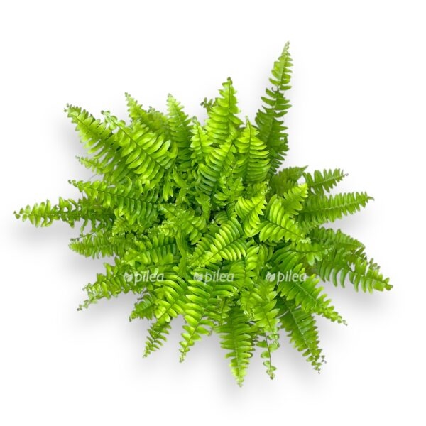 nefrolepis boston blyu bell e1728830986279