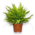 nefrolepis boston blyu bell e1728830994190