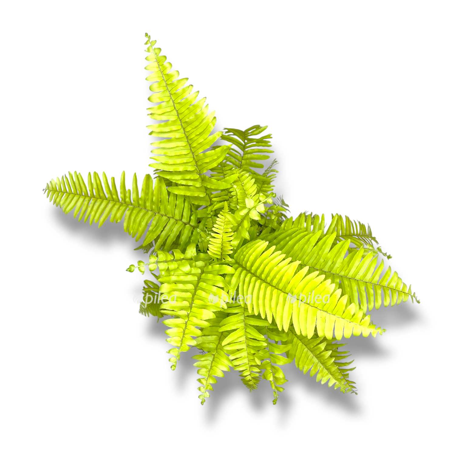 nefrolepis boston ellou