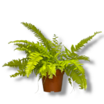 nefrolepis boston ellou e1755792117566