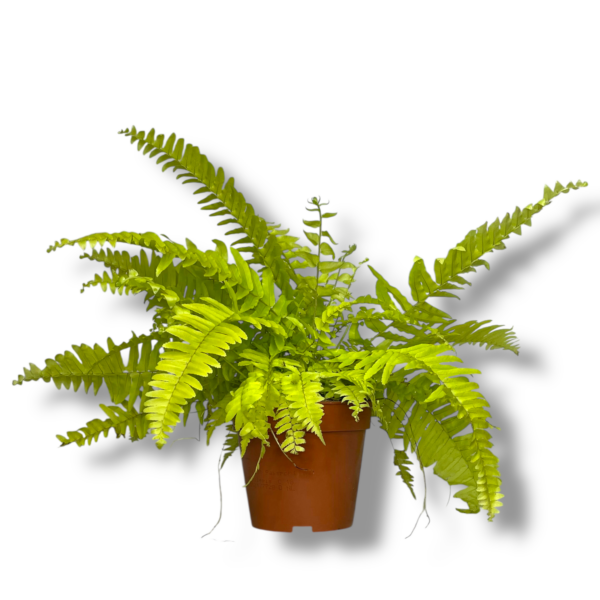 nefrolepis boston ellou e1755792117566