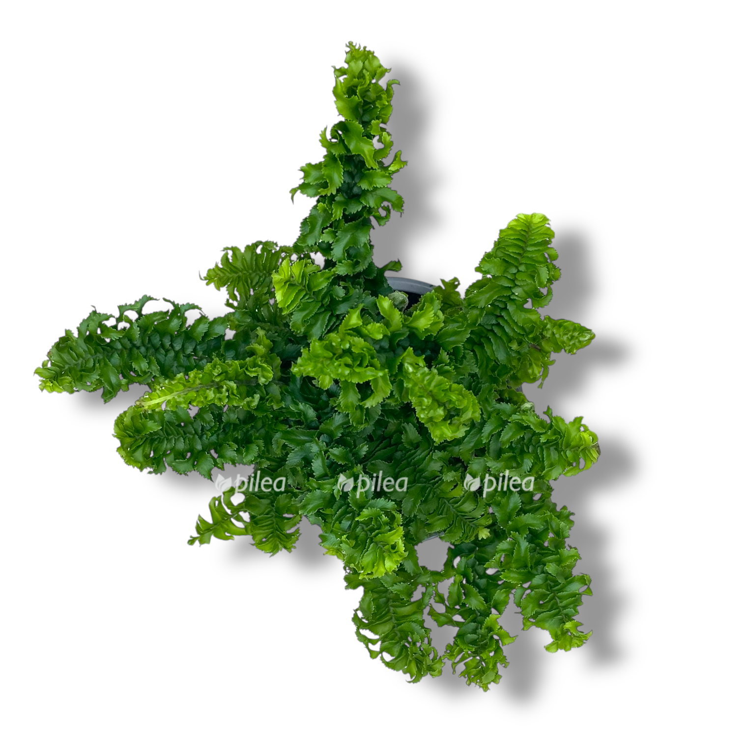 nefrolepis emina dregon tejl