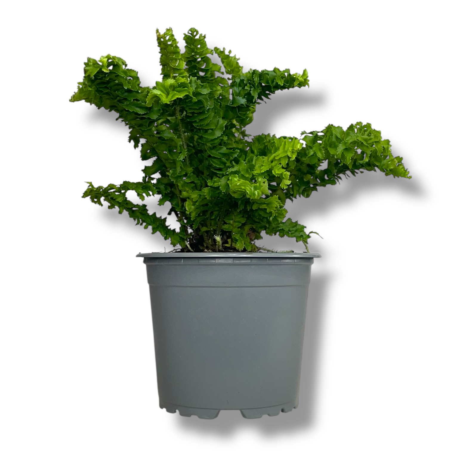 nefrolepis emina dregon tejl