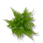 nefrolepis flafi raffls 2