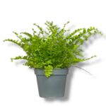 Нефролепис Флафи Раффлс купить