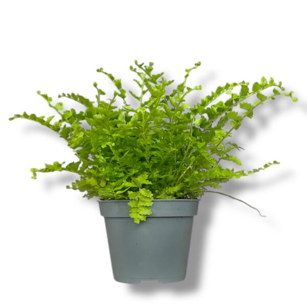 nefrolepis flafi raffls e1768032754147