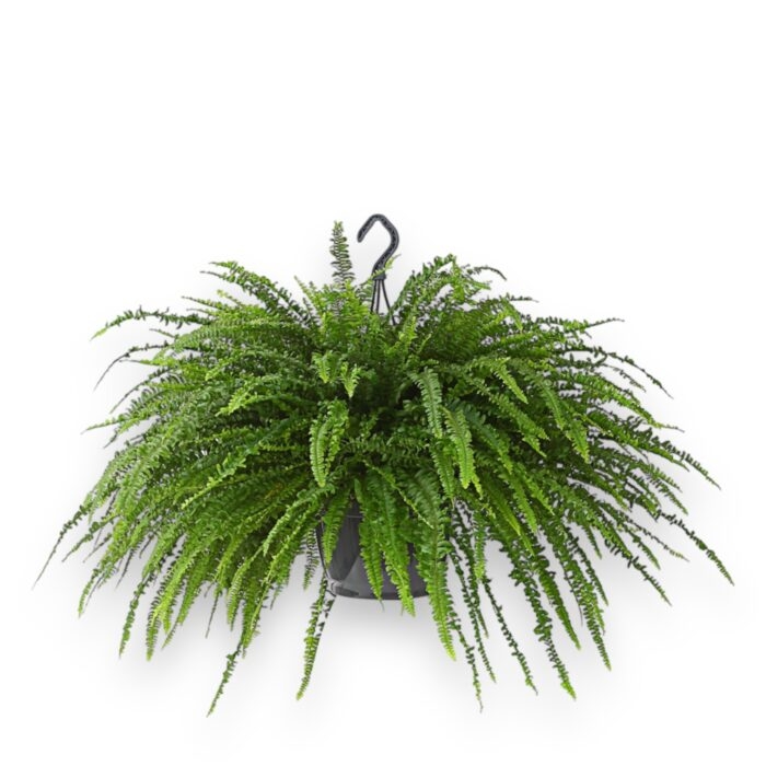 nefrolepis grin ledi podvesnoj 20 60 sm e1700335295249