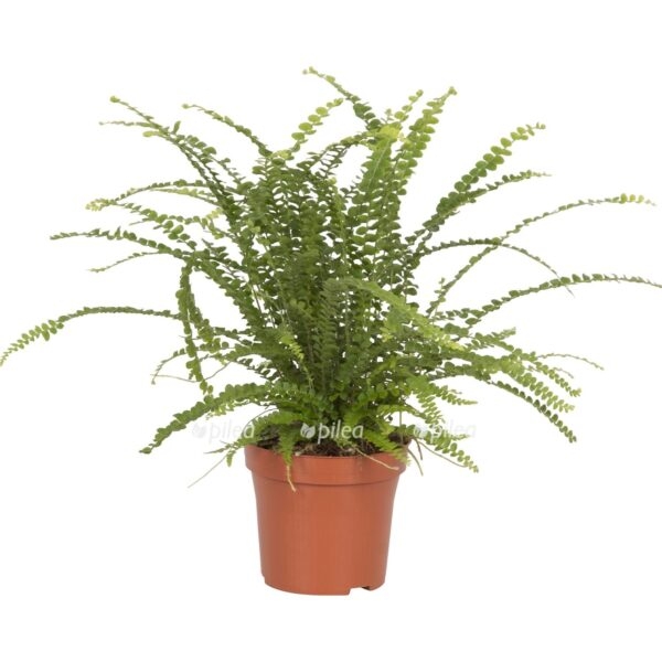 nefrolepis kordifolium duffi