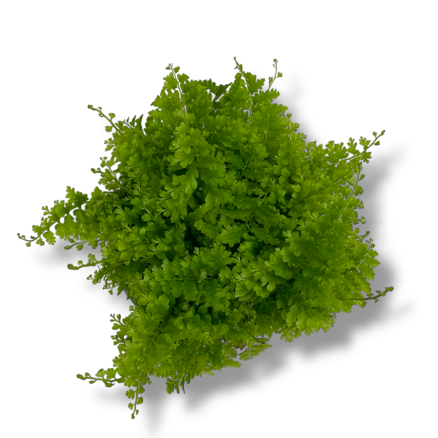 nefrolepis kotton kendi