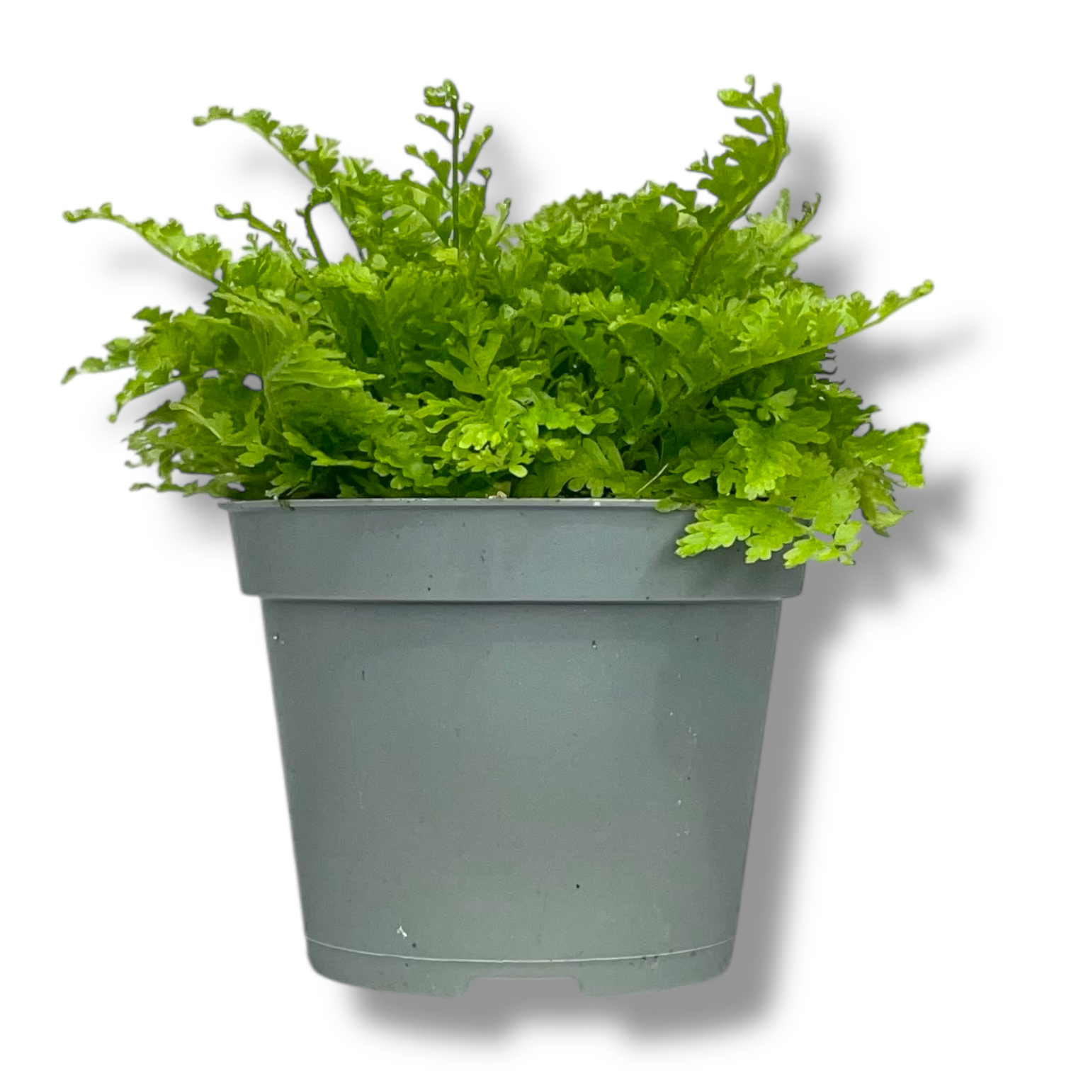 nefrolepis kotton kendi