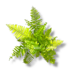 nefrolepis tajger fern